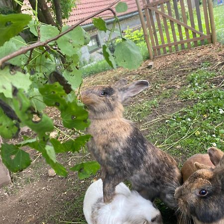 Andrella Auszeithof - Schlaferlebnis Im Holzfass Hotel Friedersbach Bagian luar foto