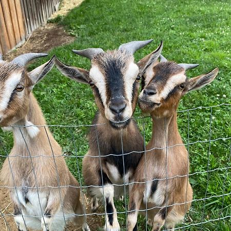 Andrella Auszeithof - Schlaferlebnis Im Holzfass Hotel Friedersbach Bagian luar foto